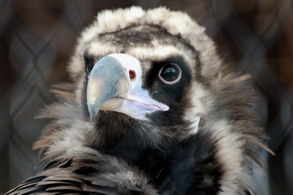 vulture, black vulture, aegypius monachus