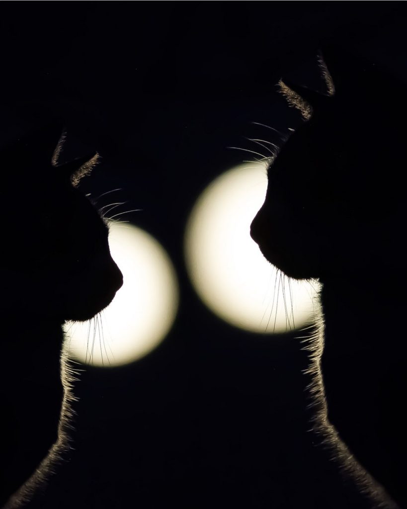 cats, silhouettes, black-4945658.jpg