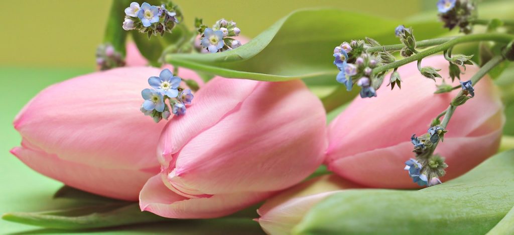 tulips, flower, forget me not-2167753.jpg