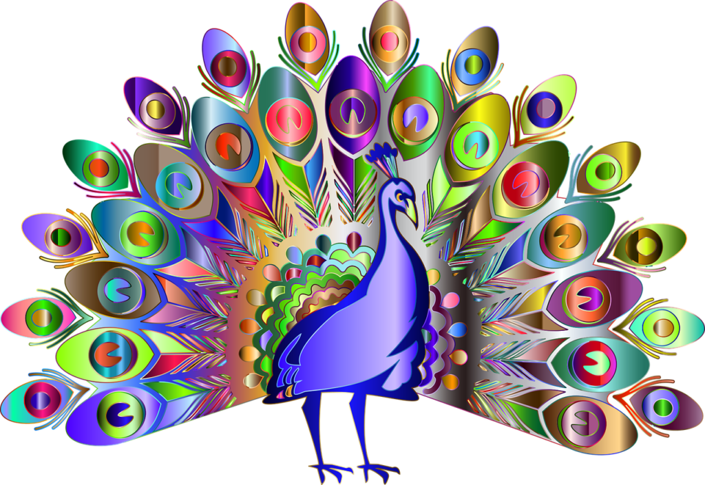 peacock, bird, animal-4955655.jpg