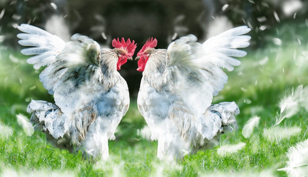 cock, roosters, fight-5885902.jpg