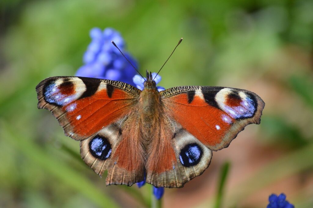 butterfly, peacock butterfly, insect-7927279.jpg