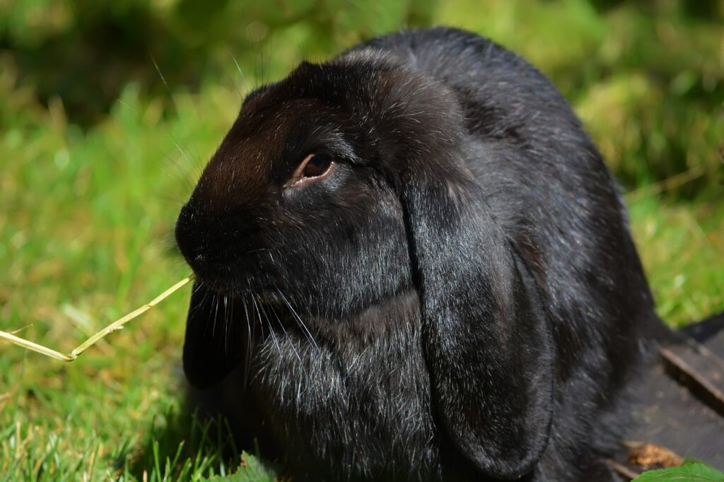 rabbit, animal, zoo-5961941.jpg